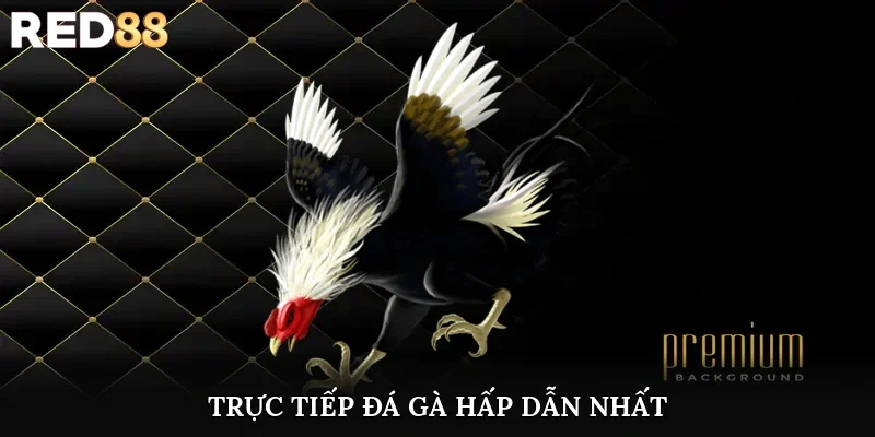 Trực tiếp đá gà hấp dẫn nhất